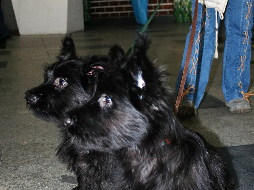 Skye Terrier