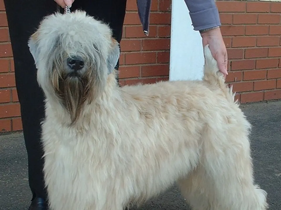Soft Coated Wheaten Terrier