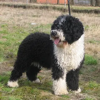 Spanish Water Dog