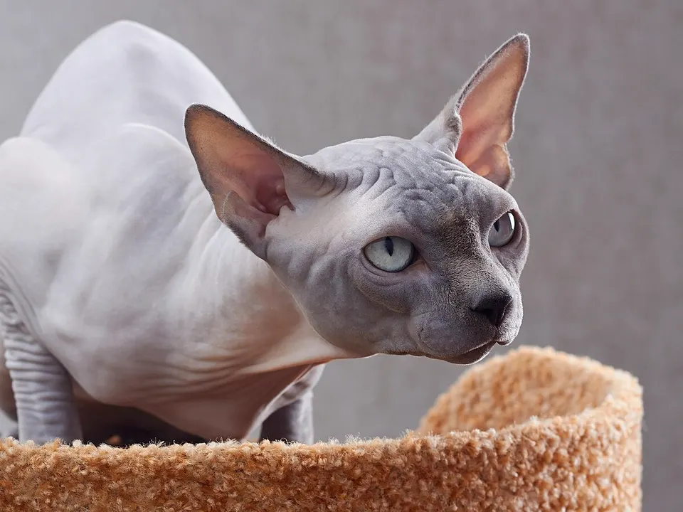 Sphynx