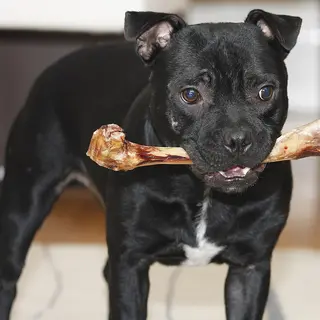 Staffordshire Bull Terrier