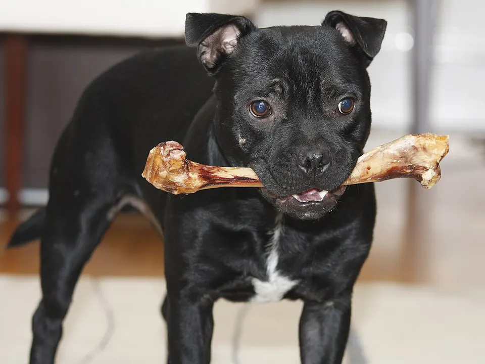 Staffordshire Bull Terrier