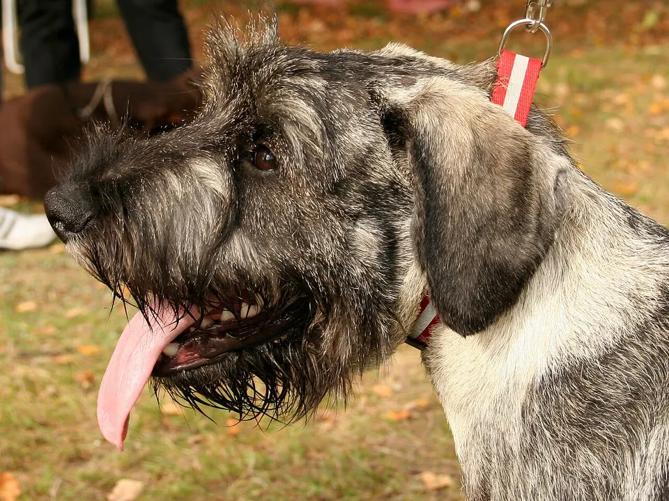 Standard Schnauzer