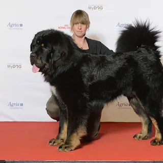 Tibetan Mastiff
