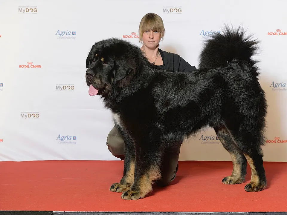 Tibetan Mastiff