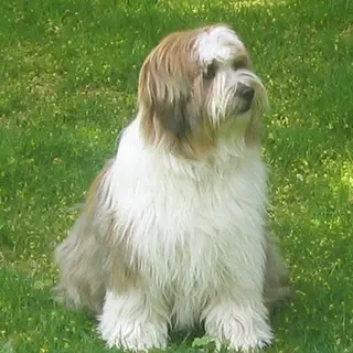 Tibetan Terrier