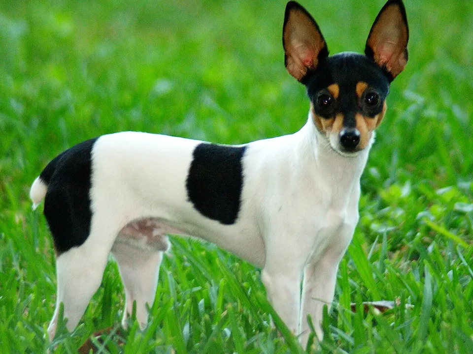 Toy Fox Terrier