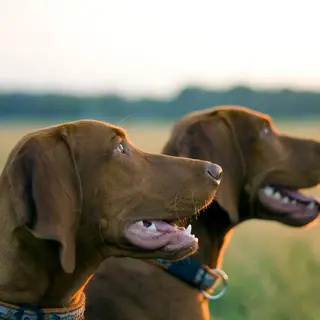 Vizsla