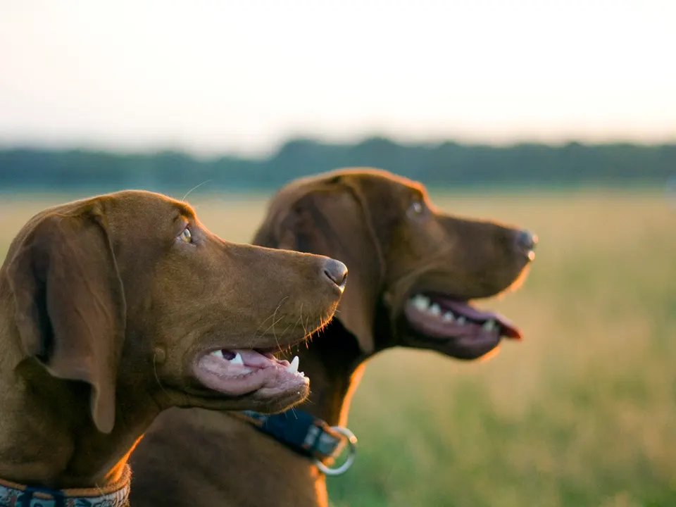 Vizsla