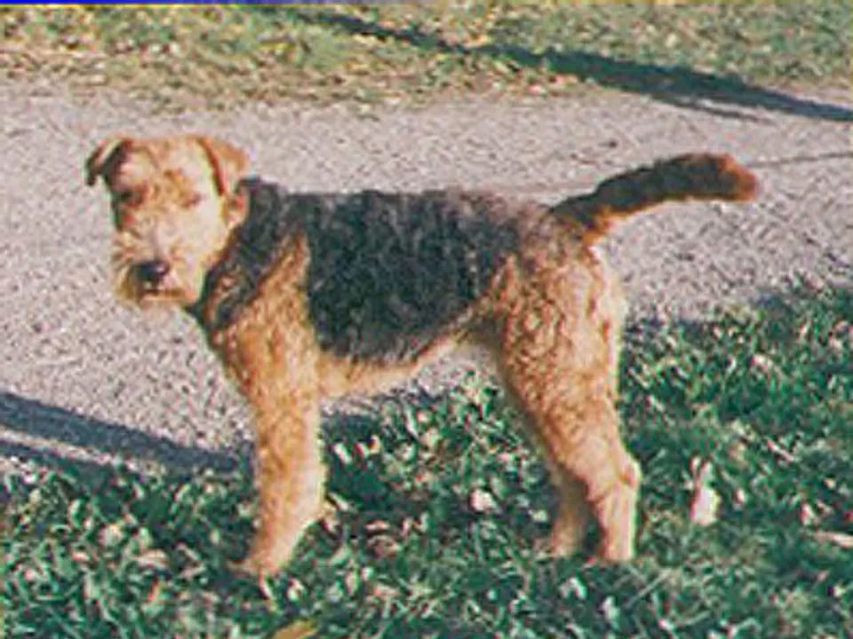 Welsh Terrier