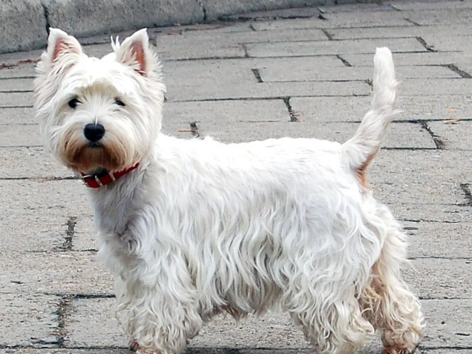 West Highland White Terrier