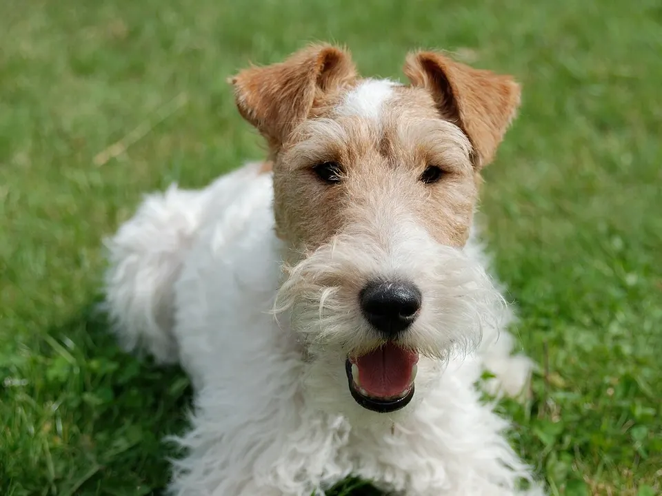 Wire Fox Terrier