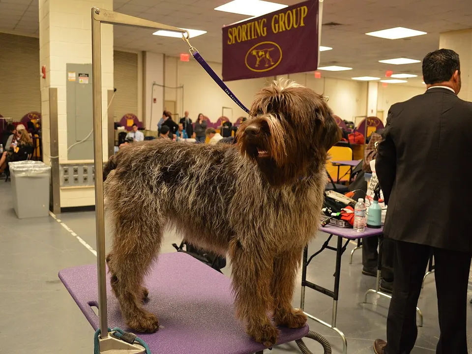 Wirehaired Pointing Griffon