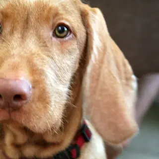 Wirehaired Vizsla