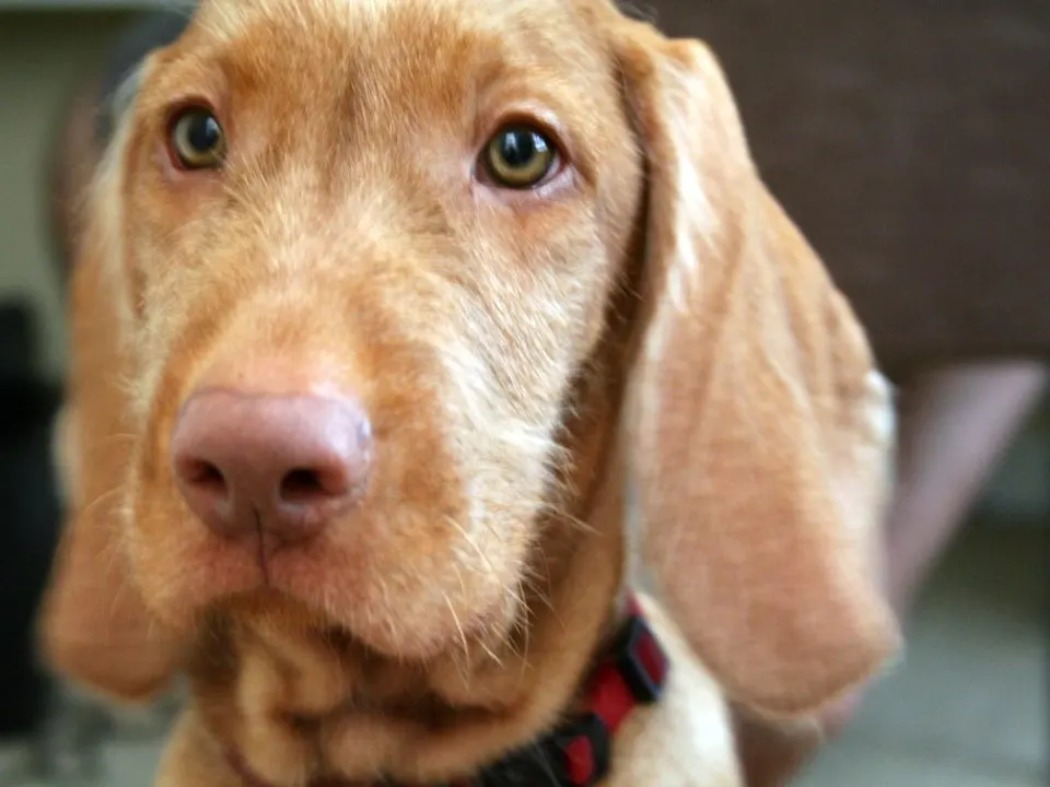 Wirehaired Vizsla