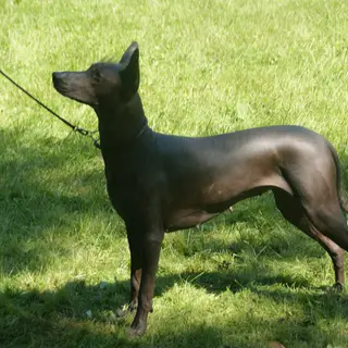 Xoloitzcuintli