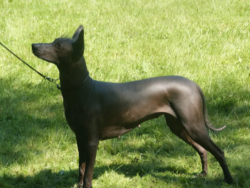 Xoloitzcuintli